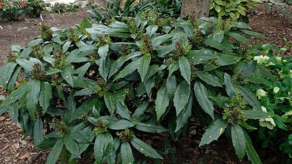 Image of Aucuba japonica 'Mellow Mushroom' taken at Juniper Level Botanic Gdn, NC by JLBG