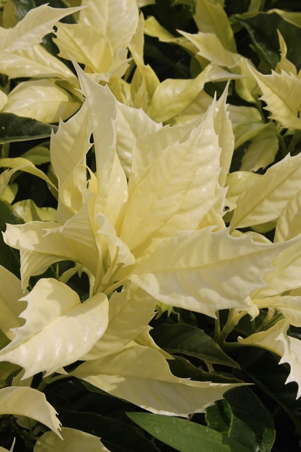 Image of Aucuba japonica 'Natsu-no-Kumo' taken at Juniper Level Botanic Gdn, NC by JLBG
