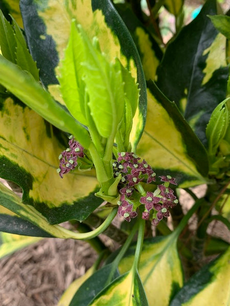 Image of Aucuba japonica 'Ogon-no-Tsuki' taken at Juniper Level Botanic Gdn, NC by Lidia Churakova