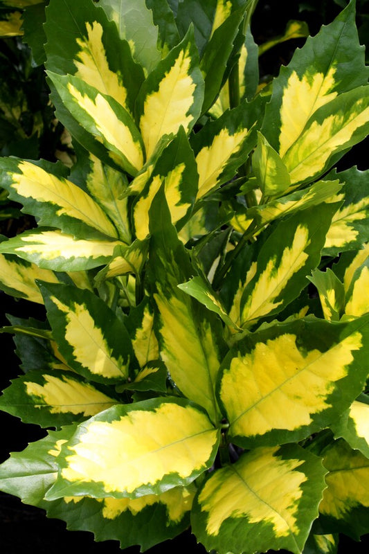 Image of Aucuba japonica 'Ooba Nakafu' taken at Hawksridge Farms, NC