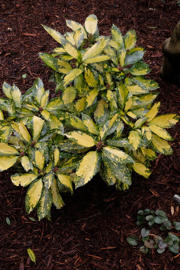 Image of Aucuba japonica 'Shonan Mangetsu' taken at Pinkham Gdn by JLBG