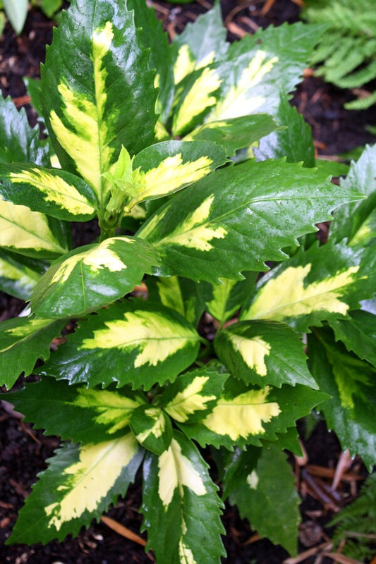 Image of Aucuba japonica 'Shugetsu' taken at Juniper Level Botanic Gdn, NC