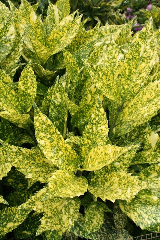 Image of Aucuba japonica 'Subaru' taken at Hawksridge Farms, NC