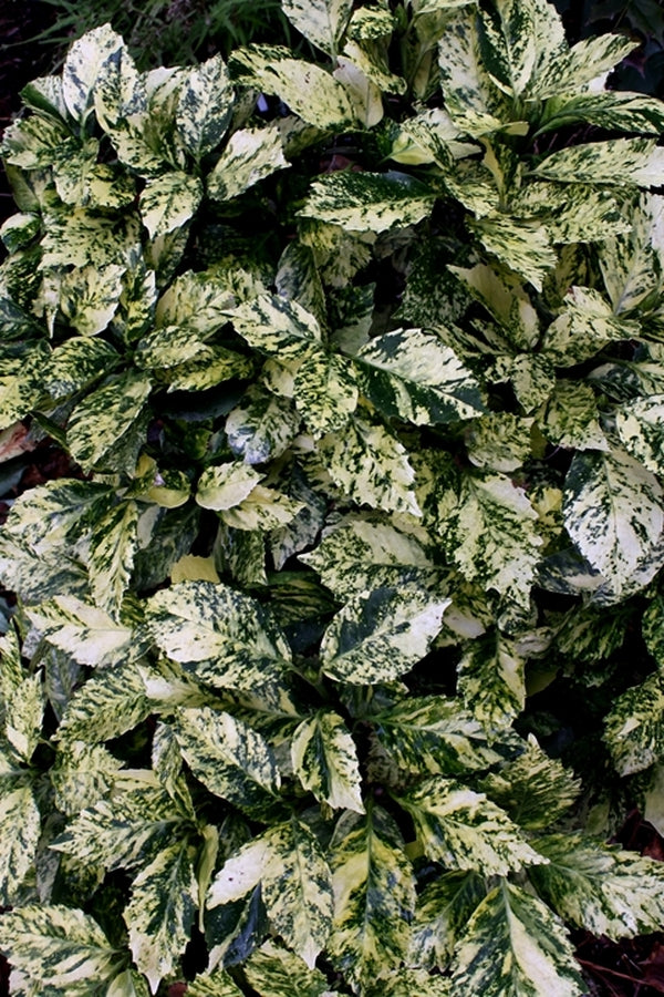 Image of Aucuba japonica 'Suruga Benten' taken at Juniper Level Botanic Gdn, NC by JLBG