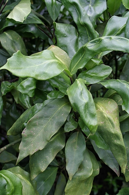 Image of Aucuba japonica 'Tatsumaki' taken at Hawksridge Farms, NC