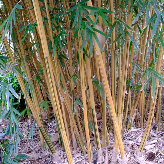Image of Bambusa multiplex 'Alphonse Karr' taken at Juniper Level Botanic Gdn, NC by JLBG