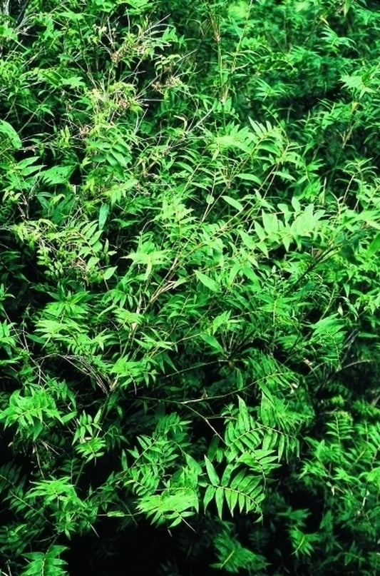Image of Bambusa multiplex 'Fernleaf' taken at Juniper Level Botanic Gdn, NC by JLBG