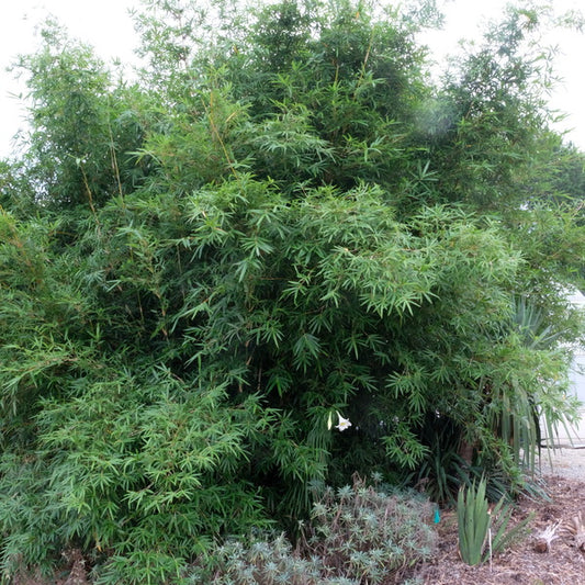 Image of Bambusa multiplex 'Green Giant' taken at Juniper Level Botanic Gdn, NC by JLBG