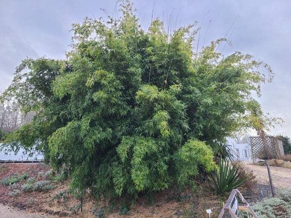 Bambusa multiplex 'Green Giant'