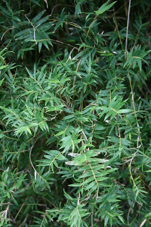 Image of Bambusa multiplex 'Riviereorum' taken at Juniper Level Botanic Gdn, NC by JLBG