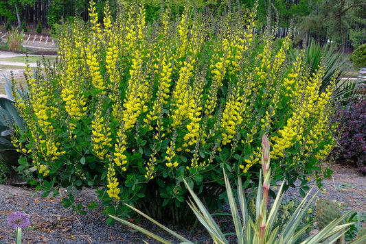 Image of Baptisia 'American Goldfinch' PP 30,478 taken at Juniper Level Botanic Gdn, NC by JLBG