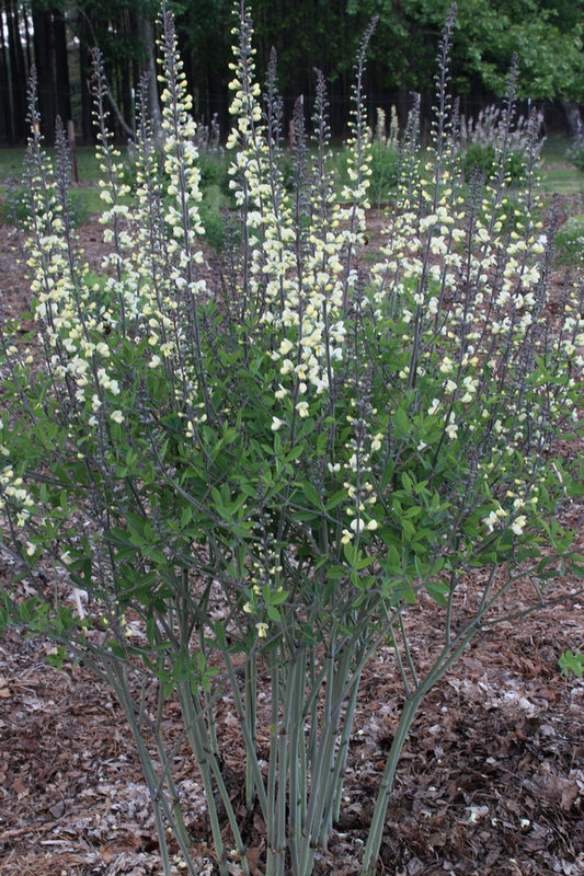 Image of Baptisia 'Angelina' taken at Juniper Level Botanic Gdn, NC by JLBG