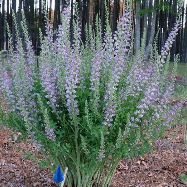 Image of Baptisia 'Aspiring' taken at Juniper Level Botanic Gdn, NC by JLBG