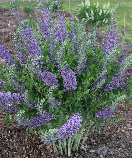 Image of Baptisia 'Blue Bunchkin' taken at Juniper Level Botanic Gdn, NC by JLBG