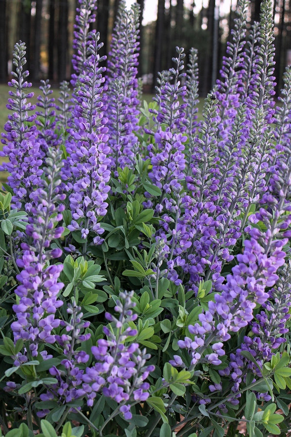 Baptisia Blue Towers PP 27088