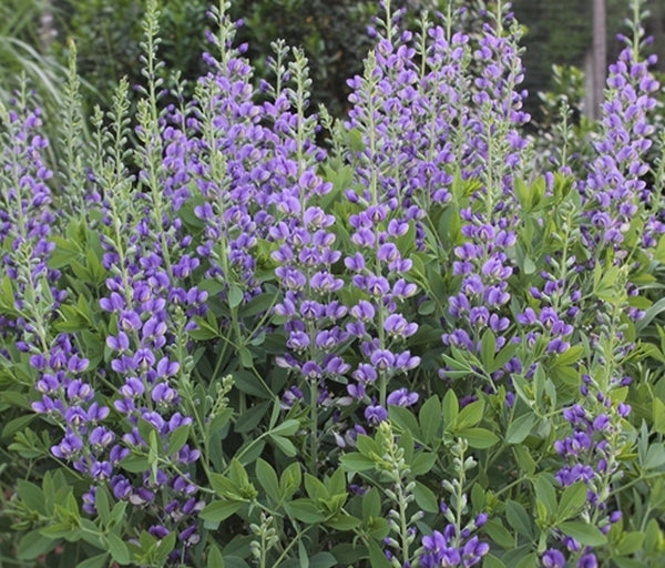 Image of Baptisia 'Blueberry Sundae' PP 23,891 taken at Juniper Level Botanic Gdn, NC by JLBG