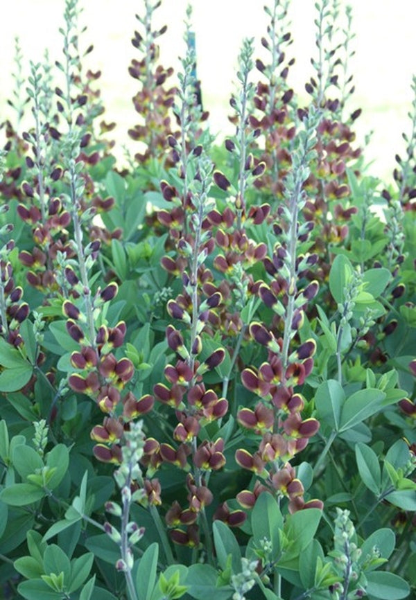 Image of Baptisia 'Cherries Jubilee' PP 23,907 taken at Shady Oaks Nsy, MN