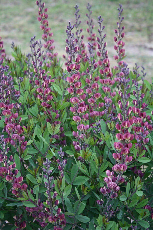 Image of Baptisia 'Cherry Pie' taken at Juniper Level Botanic Gdn, NC by JLBG