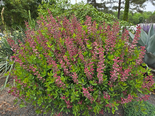 Image of Baptisia 'Cherry Pie' taken at Juniper Level Botanic Gdn, NC by JLBG