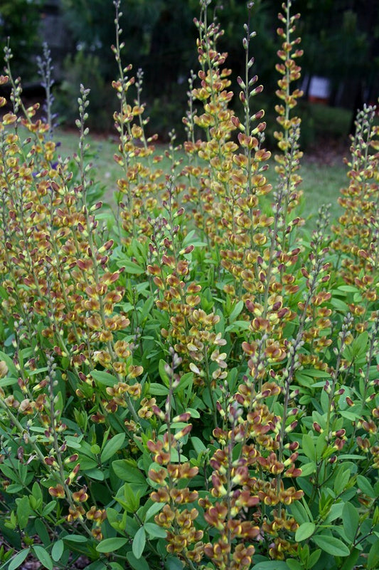 Image of Baptisia 'Cinnamon Candles' taken at Juniper Level Botanic Gdn, NC by JLBG