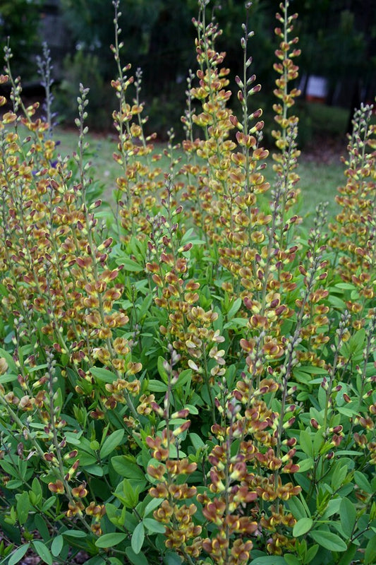 Image of Baptisia 'Cinnamon Candles' taken at Juniper Level Botanic Gdn, NC by JLBG