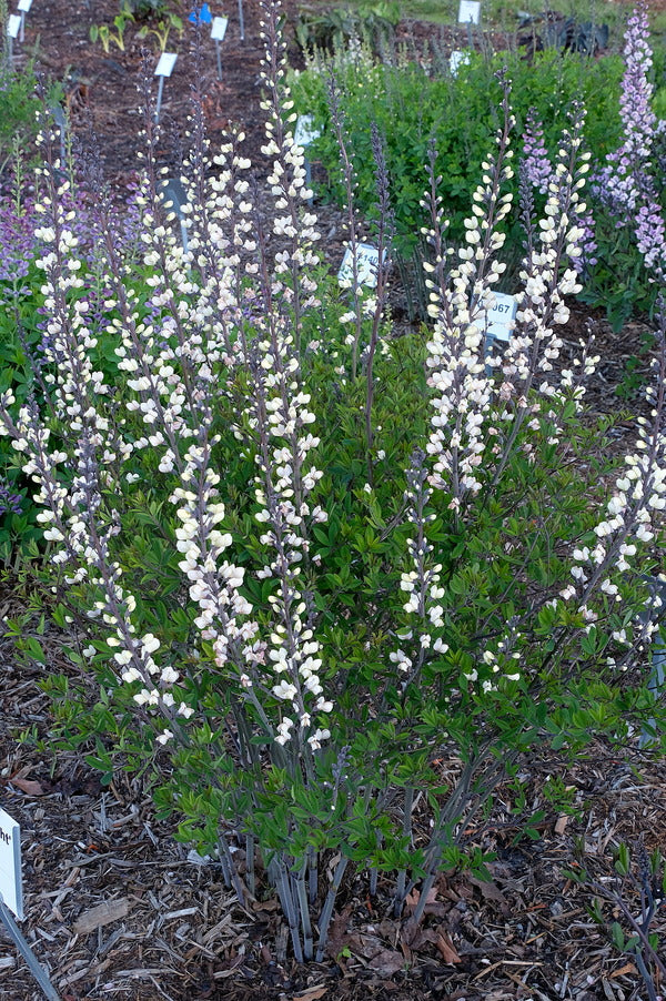 Image of Baptisia 'Darklight' taken at Juniper Level Botanic Gdn, NC by JLBG