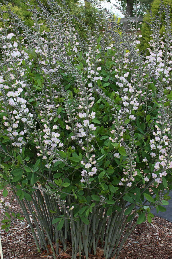 Image of Baptisia 'First Blush' taken at Juniper Level Botanic Gdn, NC by JLBG