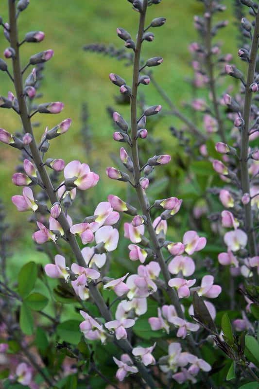 Image of Baptisia 'First Blush' taken at Juniper Level Botanic Gdn, NC by JLBG