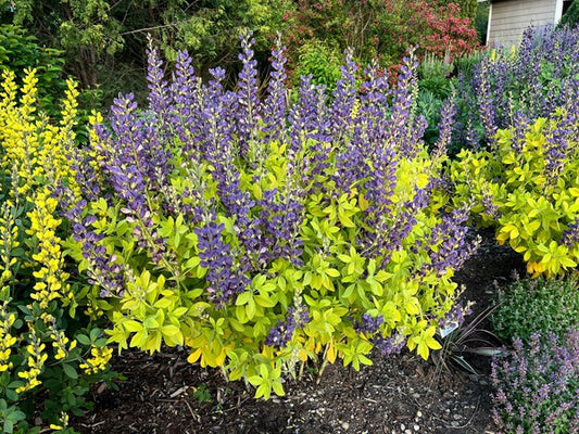 Image of Baptisia 'Golden Anniversary' PP 37,156 taken at Walters Gardens, MI by H. Hansen