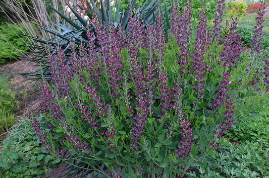 Image of Baptisia 'Grape Taffy' PP 26,587 taken at Juniper Level Botanic Gdn, NC by JLBG