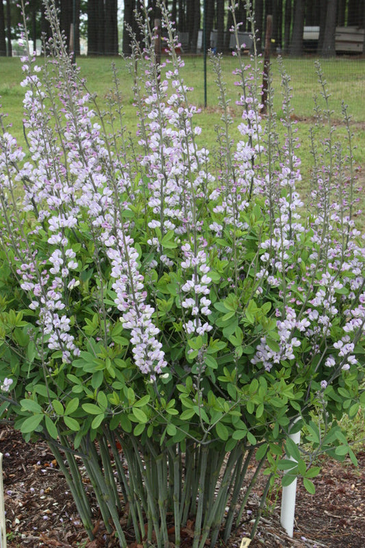 Image of Baptisia 'Lavender Candles' taken at Juniper Level Botanic Gdn, NC by JLBG