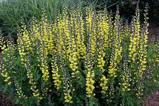Image of Baptisia 'Lemon Meringue' PP 24,280 taken at Juniper Level Botanic Gdn, NC by JLBG