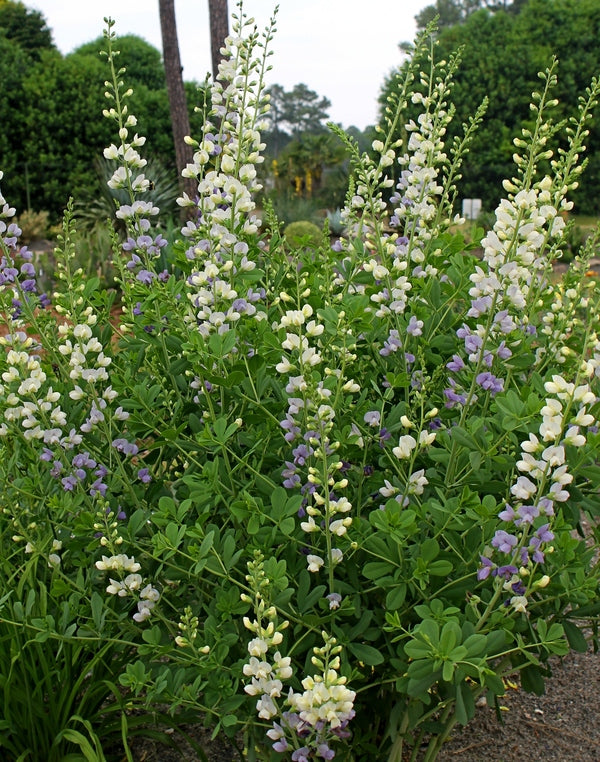 Image of Baptisia 'Lunar Eclipse' PP 25,875 taken at Juniper Level Botanic Gdn, NC by JLBG