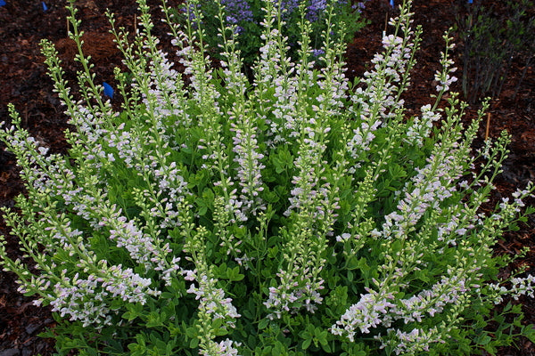 Image of Baptisia 'Pink Ice' taken at Juniper Level Botanic Gdn, NC by JLBG