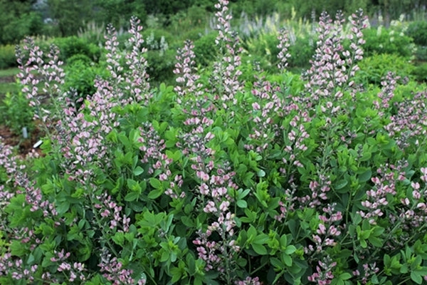 Image of Baptisia 'Pink Truffles' PP 26,588 taken at Walters Gardens, MI