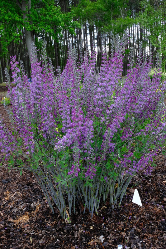 Image of Baptisia 'Purple Reign' taken at Juniper Level Botanic Gdn, NC by JLBG