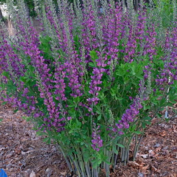 Image of Baptisia 'Purplicious' taken at Juniper Level Botanic Gdn, NC by JLBG