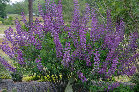 Image of Baptisia 'Royal Candles' taken at Juniper Level Botanic Gdn, NC by JLBG
