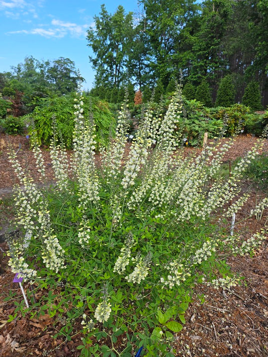 Image of Baptisia 'Spiked Lemonade' taken at Juniper Level Botanic Gdn, NC by JLBG