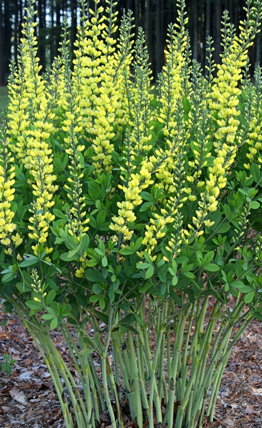 Image of Baptisia 'Yellow Towers' taken at Juniper Level Botanic Gdn, NC by JLBG