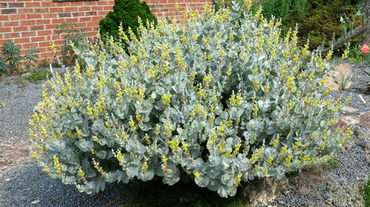 Image of Baptisia arachnifera - NOT OUTSIDE NC taken at Juniper Level Botanic Gdn, NC by JLBG