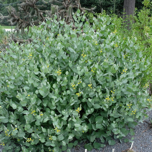 Image of Baptisia x arachnifolia taken at Juniper Level Botanic Gdn, NC by JLBG