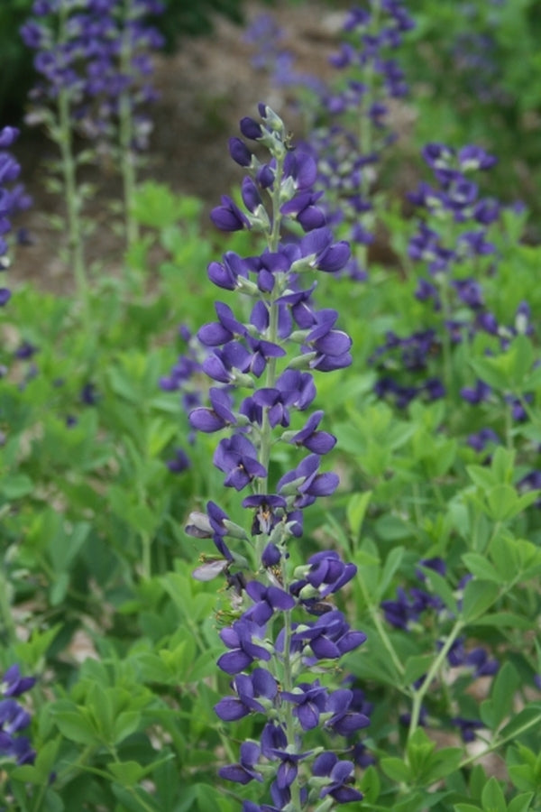 Image of Baptisia australis taken at Juniper Level Botanic Gdn, NC by JLBG