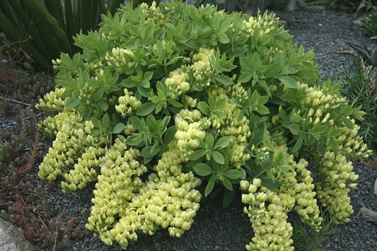 Image of Baptisia leucophaea 'Butterball' taken at Juniper Level Botanic Gdn, NC by JLBG