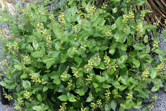 Image of Baptisia simplicifolia taken at Juniper Level Botanic Gdn, NC by JLBG