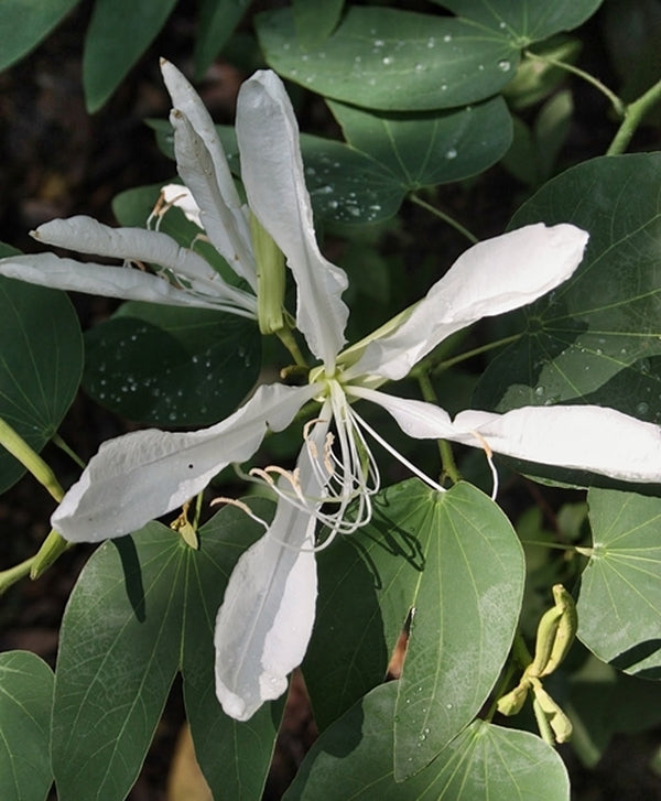 Image of Bauhinia forficata taken at Juniper Level Botanic Gdn, NC by JLBG