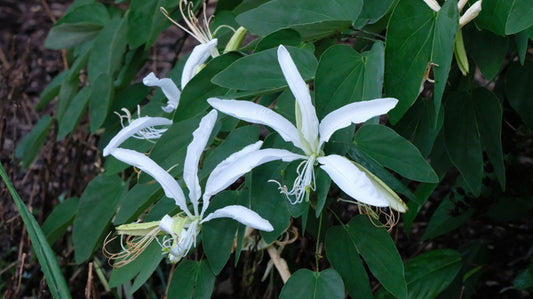 Image of Bauhinia forficata taken at Juniper Level Botanic Gdn, NC by JLBG