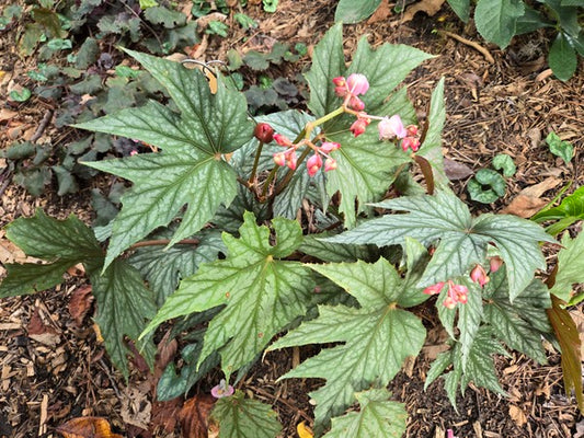 Image of Begonia 'Caribbean Star' taken at Juniper Level Botanic Gdn, NC by JLBG