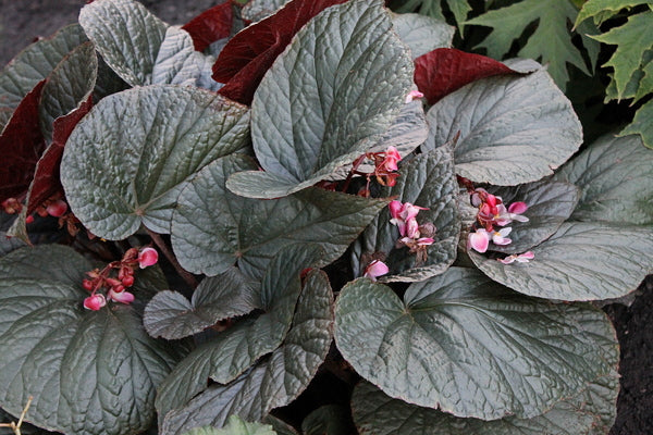 Image of Begonia 'Cotes de Castillon' taken at Juniper Level Botanic Gdn, NC by JLBG