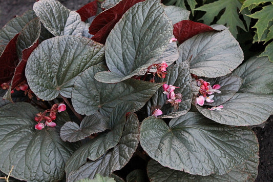 Image of Begonia 'Cotes de Castillon' taken at Juniper Level Botanic Gdn, NC by JLBG